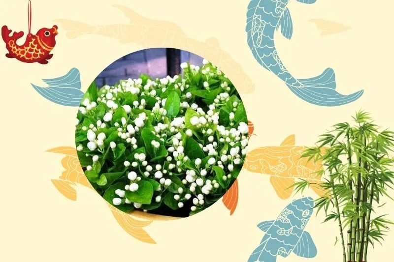 Cách chọn cây hoa nhài hợp mệnh và tuổi