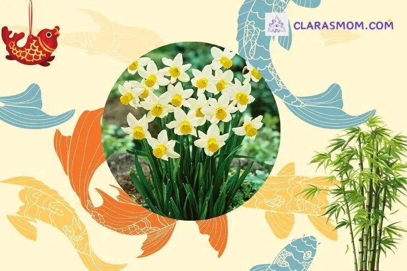 Lựa chọn cây hoa thủy tiên phong thủy phù hợp với mệnh và tuổi