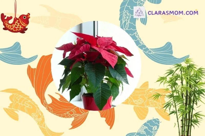 Cách chọn cây hoa trạng nguyên phong thủy hợp mệnh và tuổi