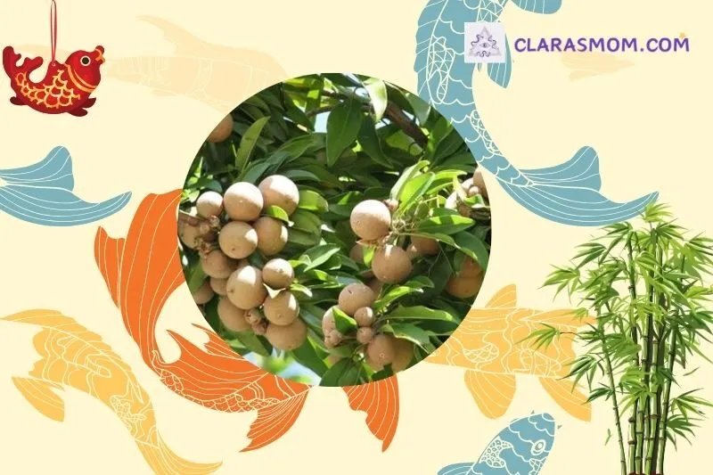 Cách chọn cây hồng xiêm hợp phong thủy và mệnh gia chủ