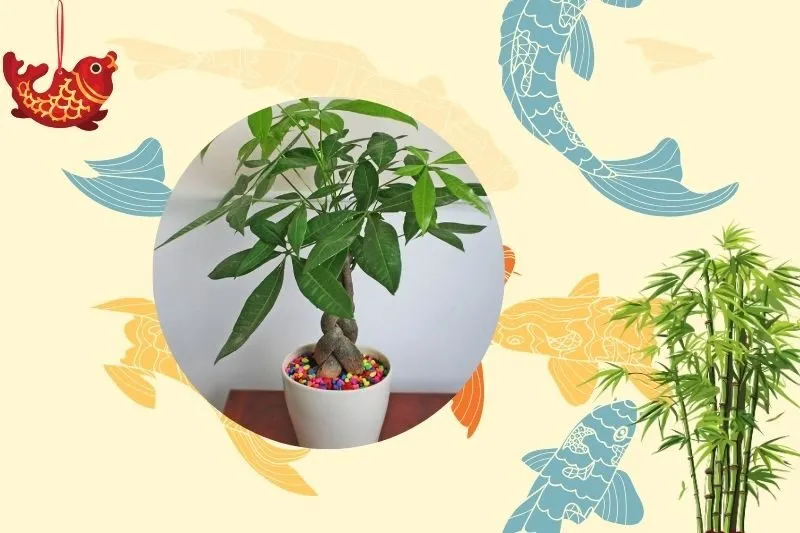 Cách chọn cây kim ngân phù hợp theo mệnh và tuổi