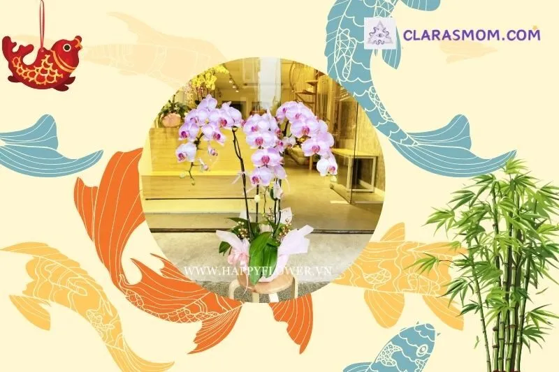 Cách Lựa Chọn Lan Hồ Điệp Theo Màu Sắc Và Mệnh