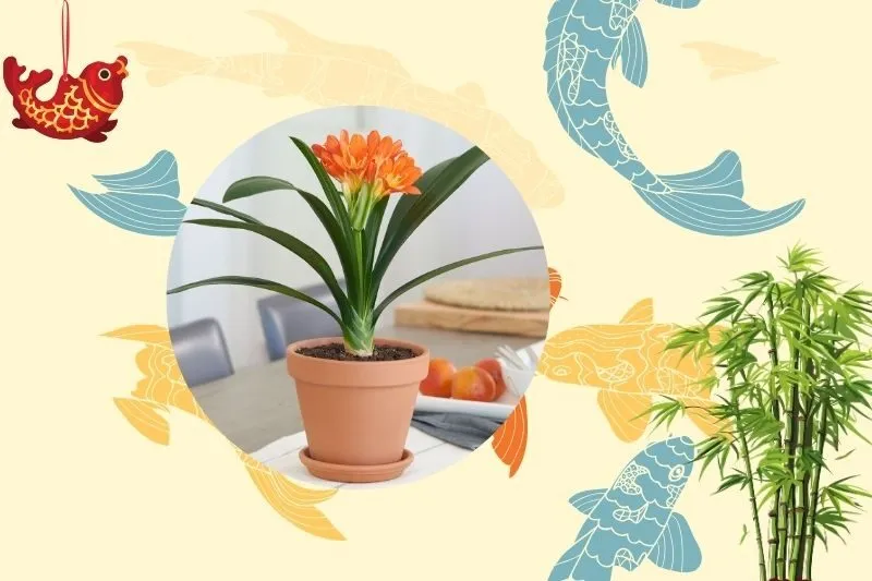 Cách chọn cây lan quân tử hợp phong thủy