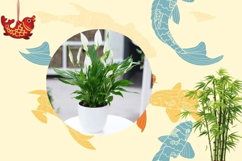 Cách chọn cây lan ý phù hợp với phong thủy