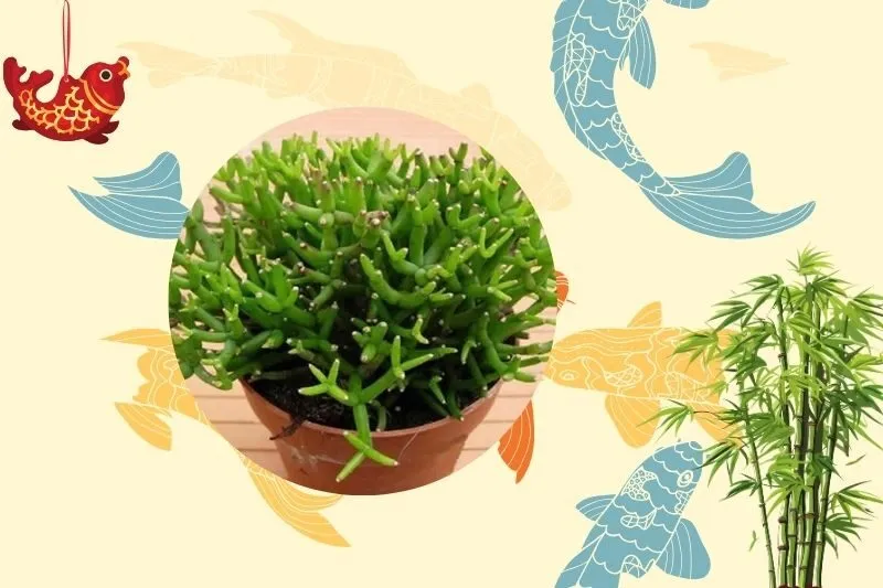 Cách chọn cây Lộc Nhung phù hợp với phong thủy và không gian