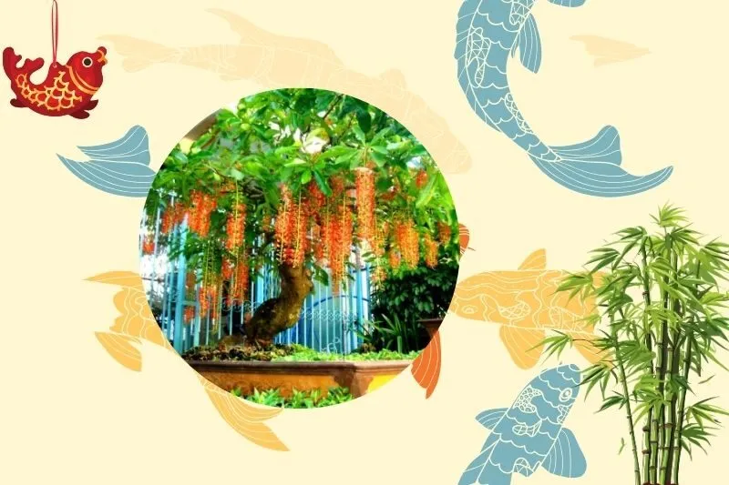 Cách chọn cây lộc vừng phù hợp với mệnh gia chủ