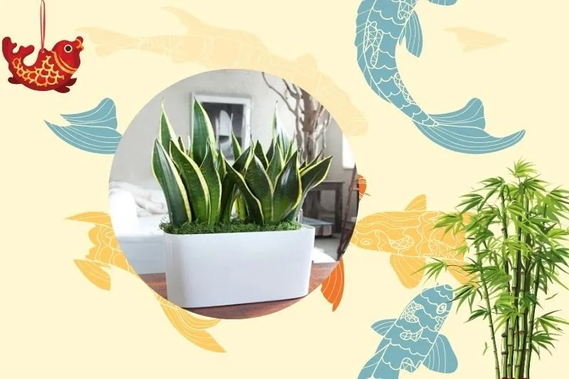 Cách chọn cây lưỡi hổ phù hợp theo phong thủy