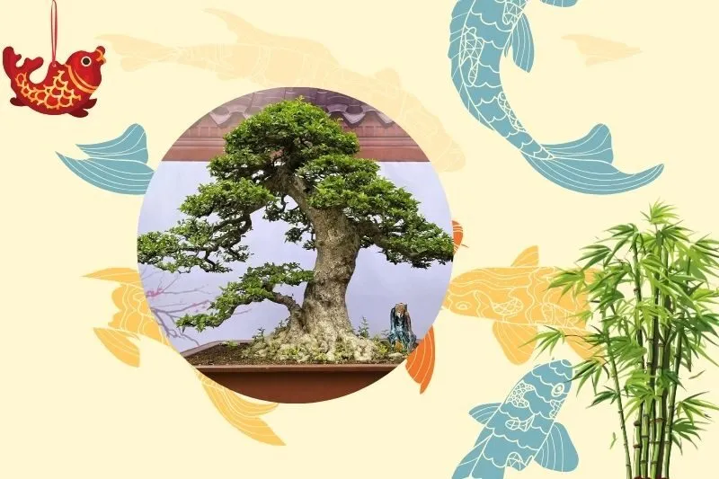 Cây mai chiếu thủy hợp mệnh gì và tuổi nào?
