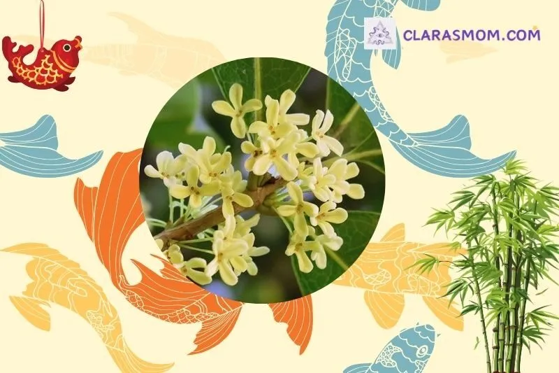 Cách chọn cây mộc hương phù hợp với mệnh và tuổi