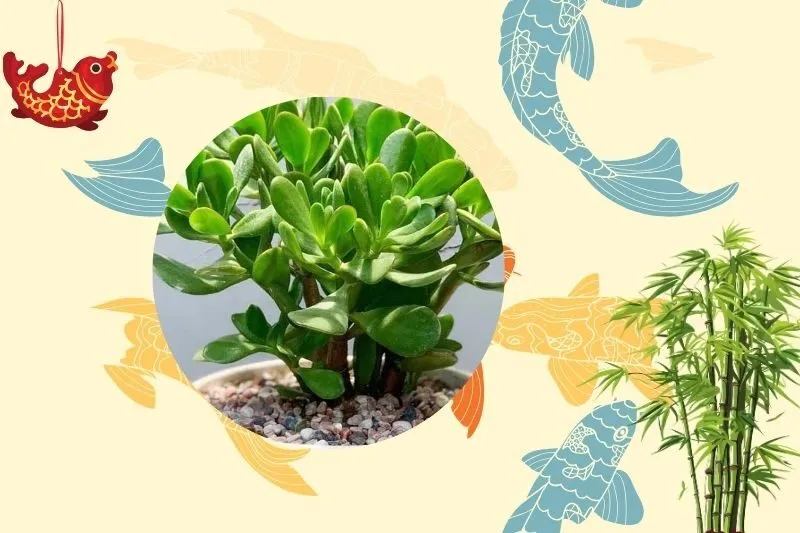 Cây Ngọc Bích Hợp Tuổi Nào, Mệnh Nào Theo Phong Thủy?