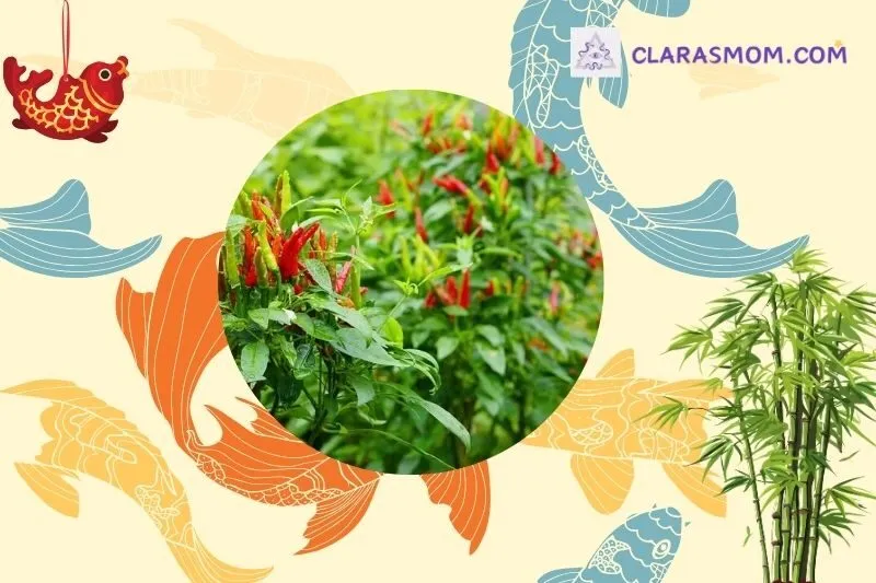 Chọn
