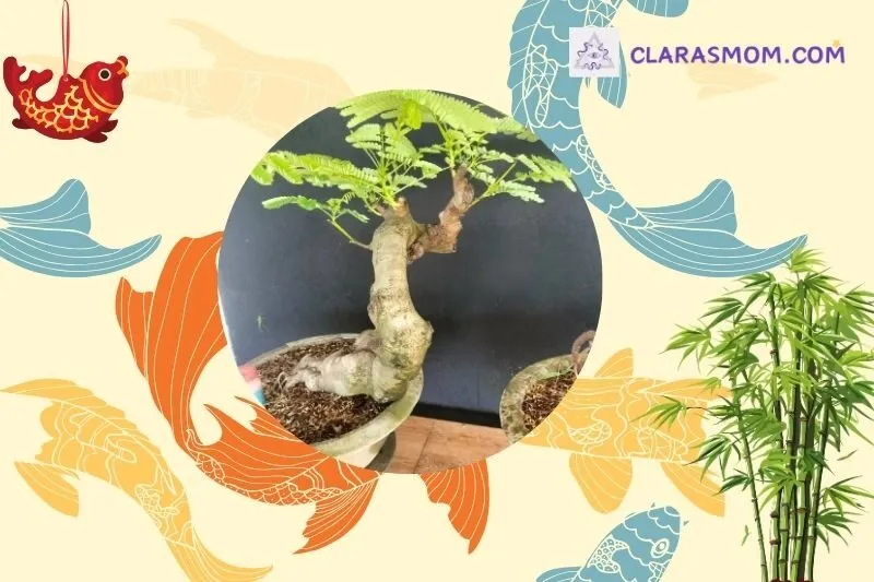 Cách chọn cây phượng vĩ bonsai hợp phong thủy và mệnh
