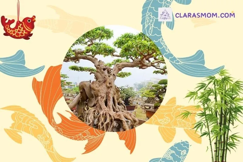 Cách chọn cây sanh phong thủy hợp mệnh