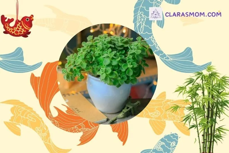 Cách chọn cây sen thơm phong thủy phù hợp