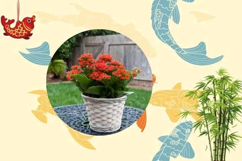 Chọn cây sống đời phù hợp với mệnh và tuổi