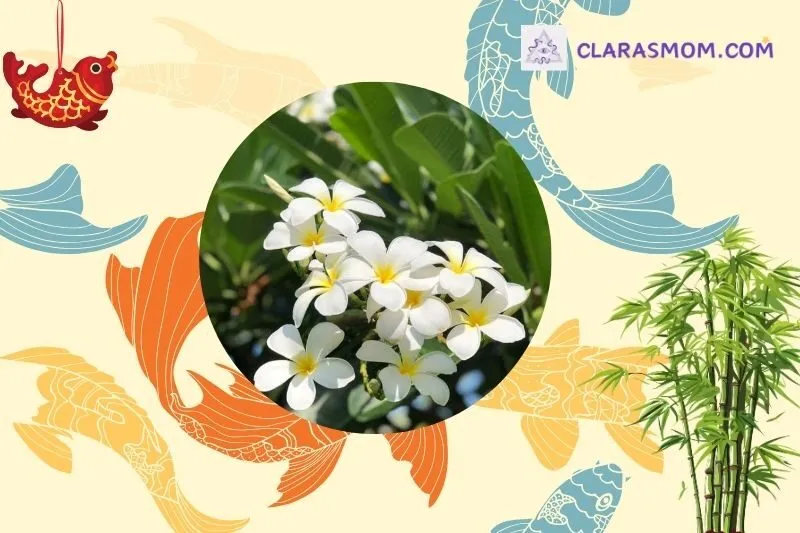 Cách chọn cây sứ đại phong thủy phù hợp mệnh