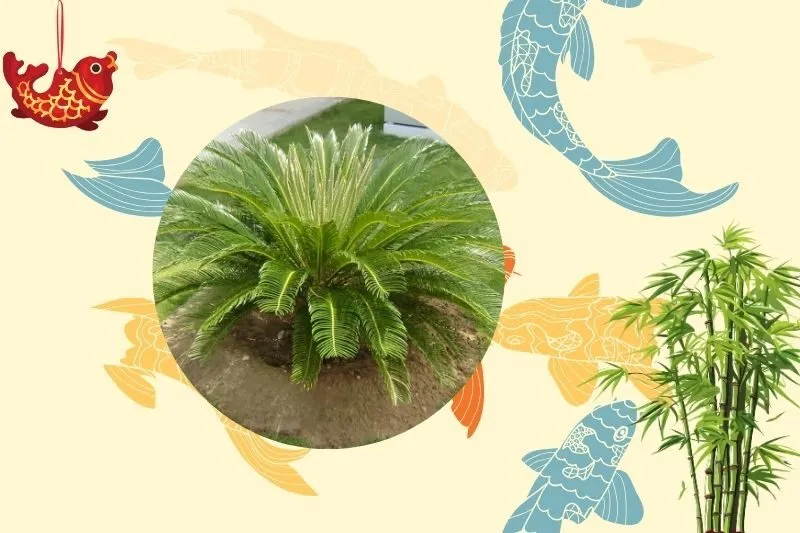 Cách chọn cây thiên tuế phù hợp với phong thủy