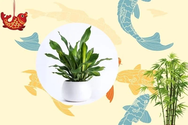 Cách chọn cây thiết mộc lan phù hợp với mệnh