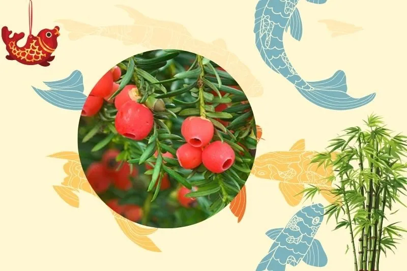 Cách chọn cây thông đỏ hợp mệnh