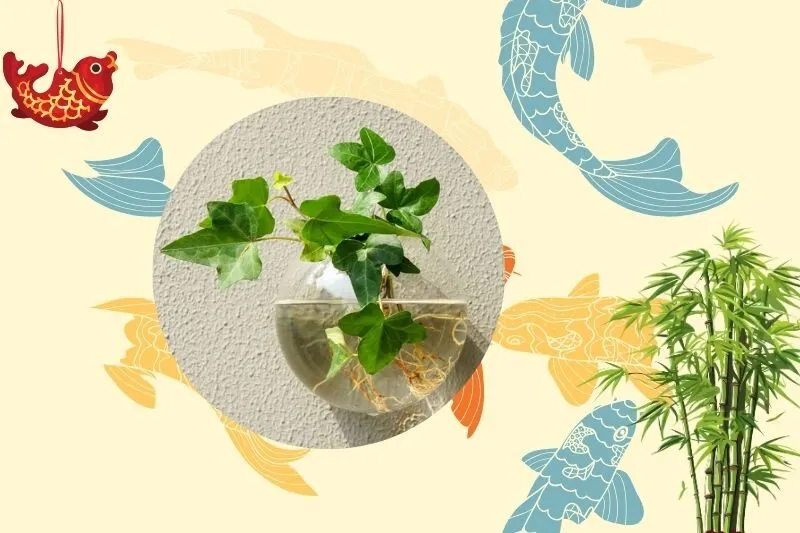 Cách chọn cây thường xuân phong thủy phù hợp với mệnh và tuổi