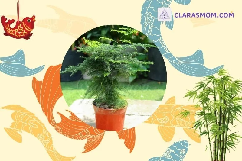 Cây thủy tùng phong thủy hợp mệnh gì?