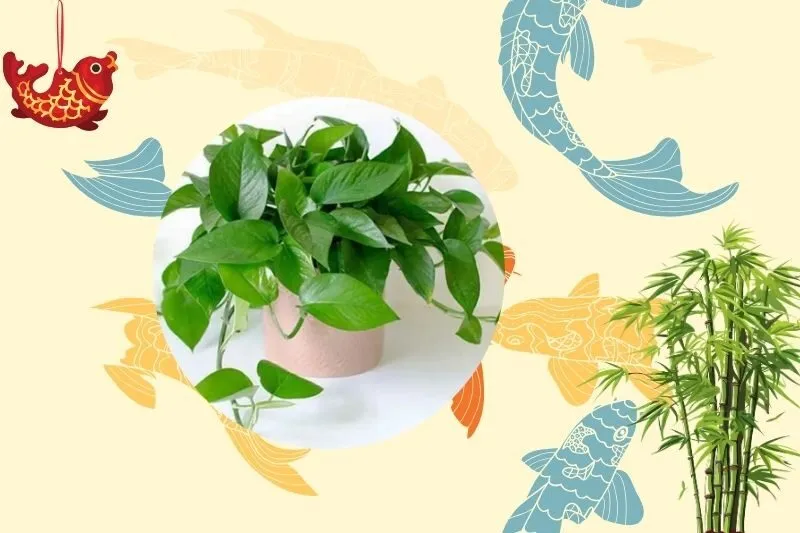 Cách chọn cây trầu bà phù hợp với phong thủy