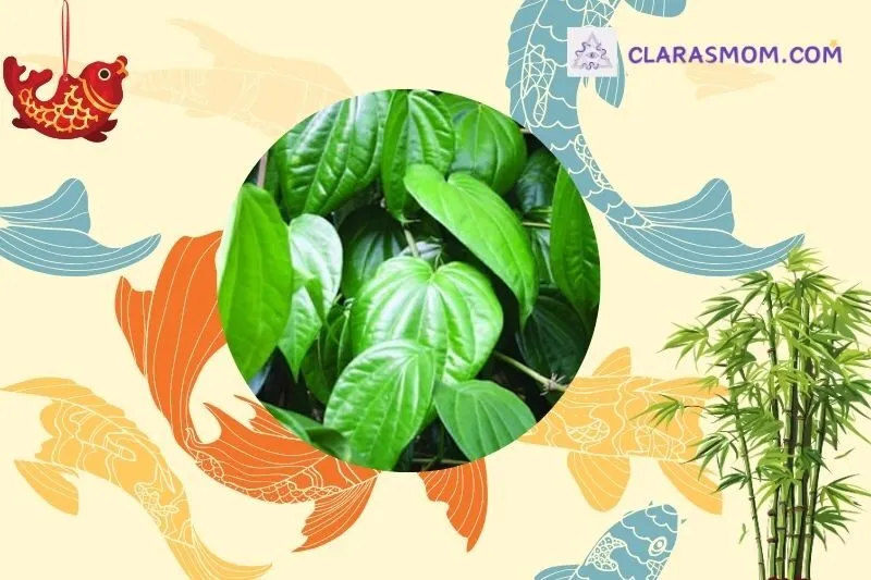 Cách chọn cây trầu không hợp phong thủy và bản mệnh