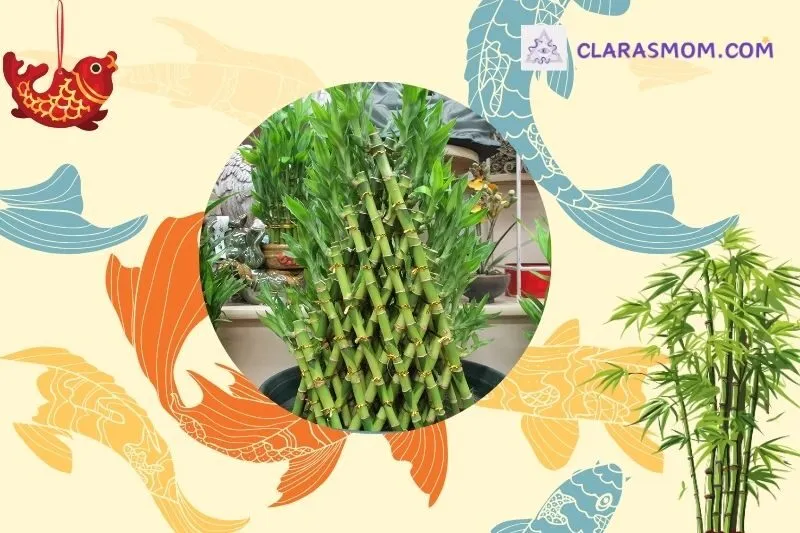 Cách chọn cây tre phong thủy phù hợp với tuổi và mệnh