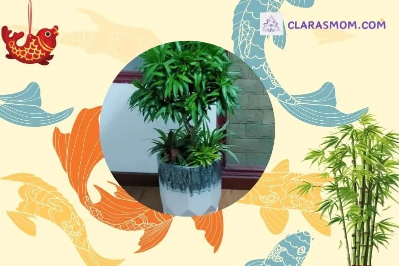Cách chọn và bài trí cây Trúc Bách Hợp hợp phong thủy