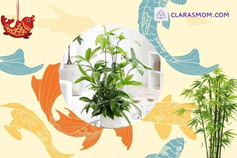 Cách chọn cây trúc Nhật phù hợp với mệnh