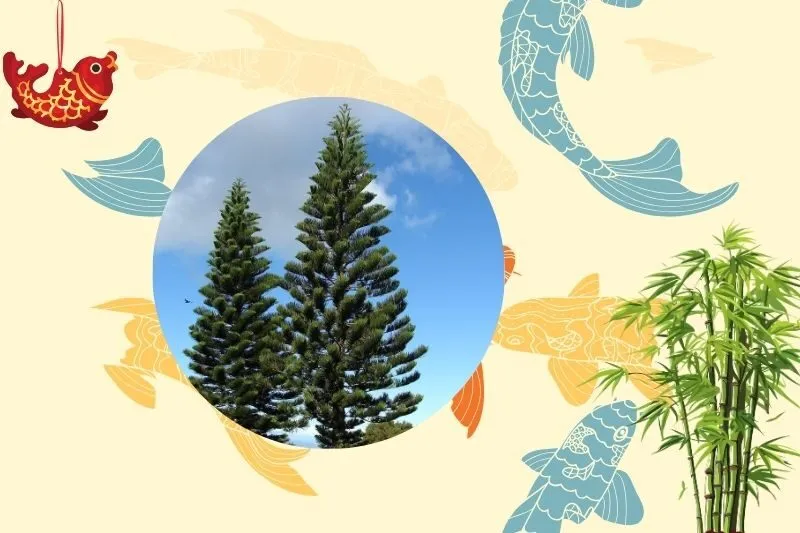 Cách chọn cây tùng bách phù hợp với mệnh