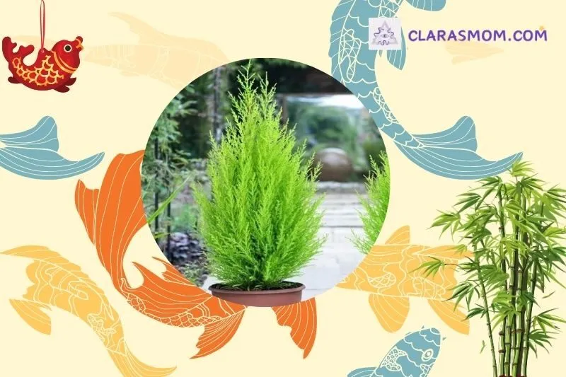 Cách Lựa Chọn và Đặt Cây Tùng Bồng Lai Hợp Phong Thủy