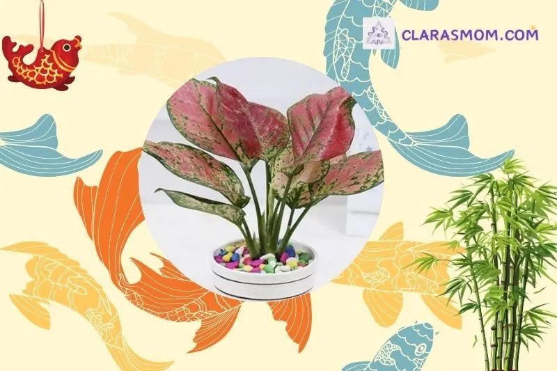 Cách chọn cây vạn lộc phù hợp với mệnh