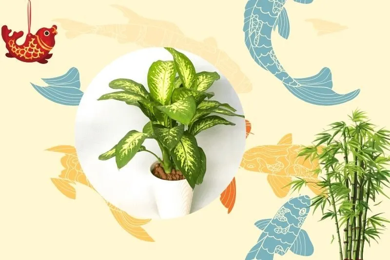 Cây Vạn Niên Thanh hợp mệnh và tuổi nào trong phong thủy?