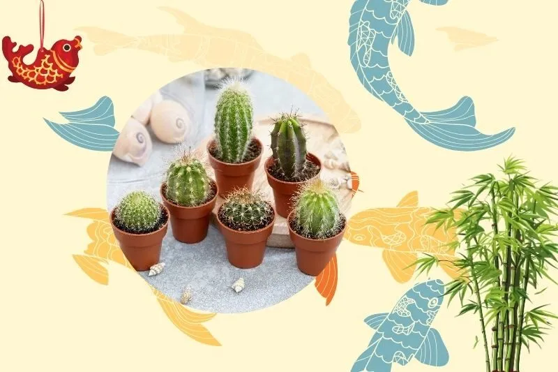 Cách chọn cây xương rồng phong thủy phù hợp với mệnh