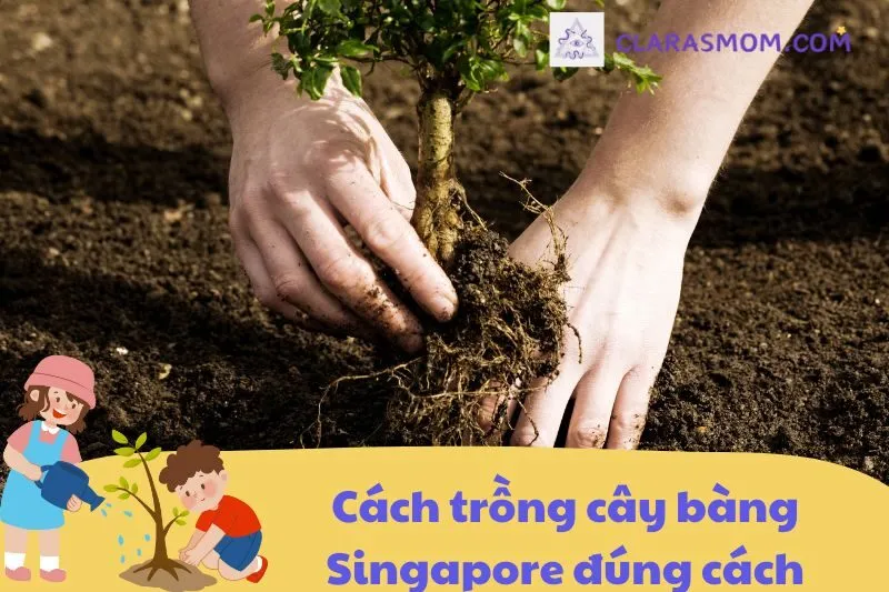 Cách trồng và chăm sóc cây bàng Singapore
