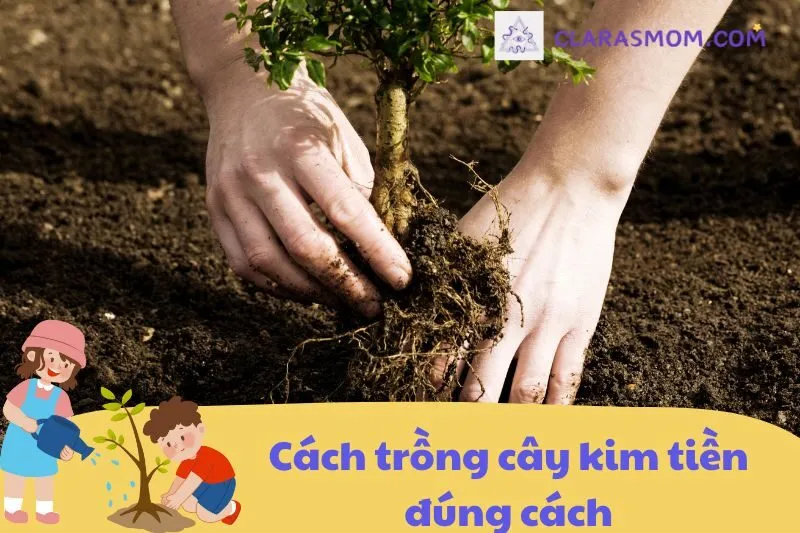 Hướng dẫn trồng và chăm sóc cây kim tiền