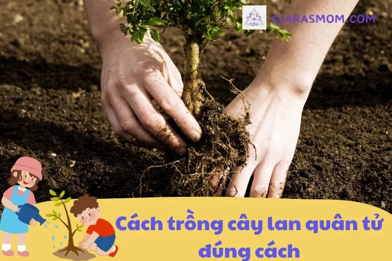 Cách trồng và chăm sóc cây lan quân tử