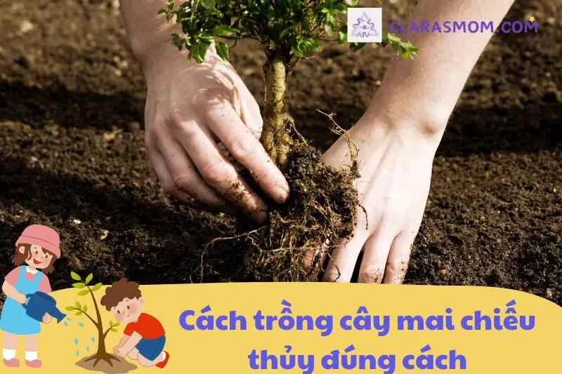 Hướng dẫn chi tiết cách trồng cây mai chiếu thủy
