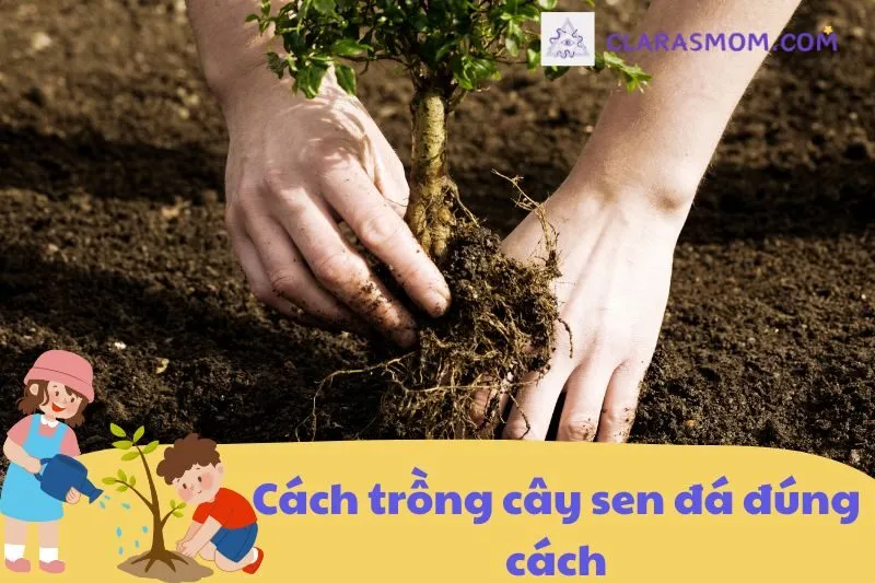 Hướng dẫn trồng và chăm sóc cây sen đá phong thủy