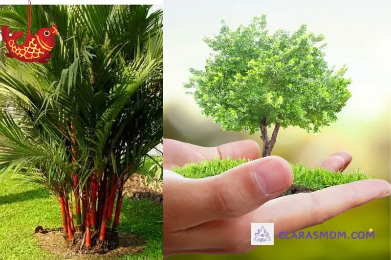 Hướng dẫn cách trồng và chăm sóc cây cau đỏ