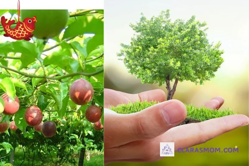 Cách trồng và chăm sóc cây chanh leo đúng cách