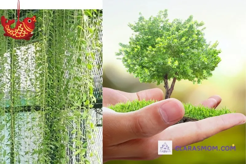 Cách trồng và chăm sóc cây cúc tần Ấn Độ tại nhà