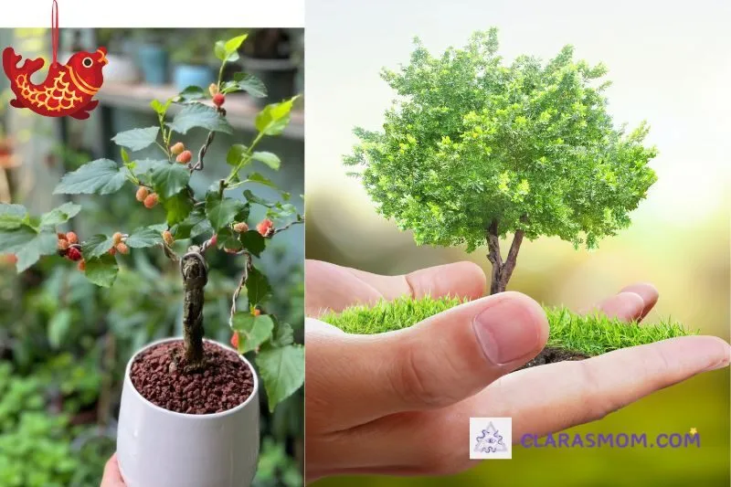 Cách trồng và chăm sóc cây dâu tằm để phát triển tốt