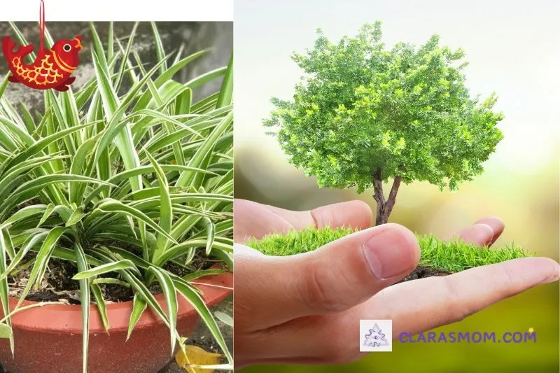 Cách trồng và chăm sóc cây dây nhện đúng cách