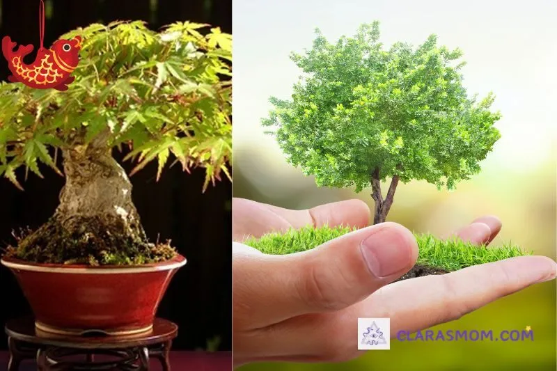 Hướng dẫn cách trồng và chăm sóc cây đinh lăng phong thủy