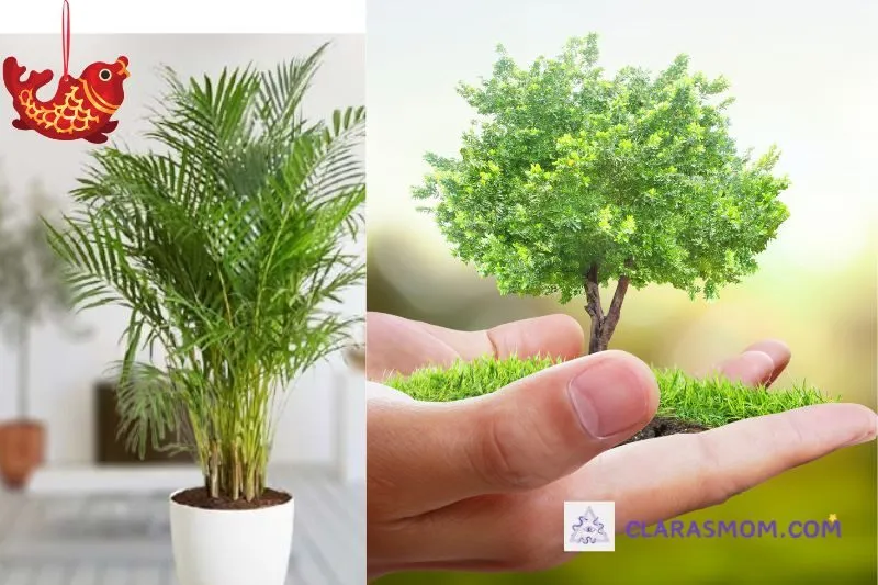Hướng dẫn trồng cây dừa cảnh phong thủy tại nhà
