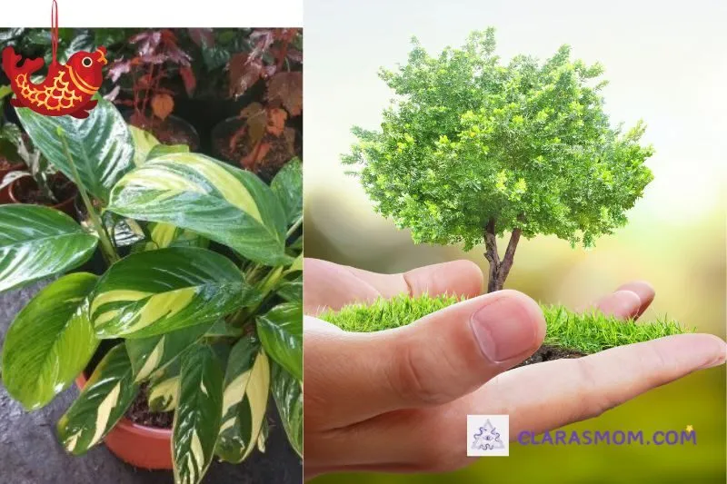 Cách Trồng Và Chăm Sóc Cây Đuôi Công Đúng Cách