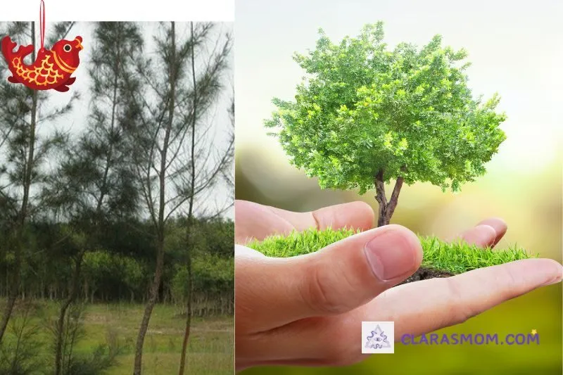 Cách trồng và chăm sóc cây dương liễu tại nhà