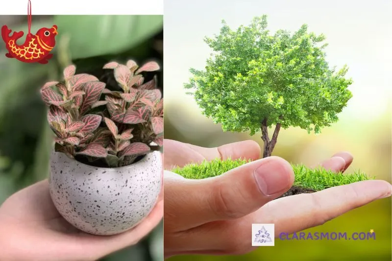 Hướng dẫn cách trồng và chăm sóc cây hoa cẩm nhung đỏ